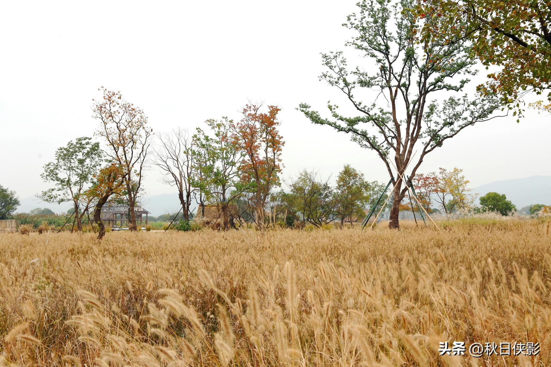 季节杭州旅游去哪里好_哪个季节去杭州旅游_杭州旅游季节去最好