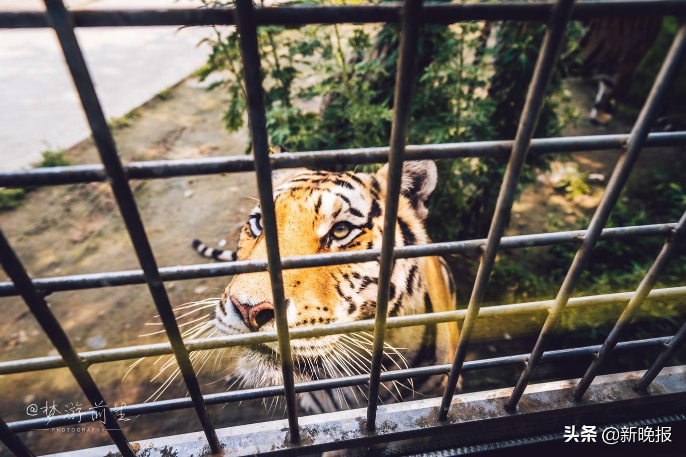 哈尔滨夏季旅游景点必玩_哈尔滨夏季旅行_哈尔滨旅游攻略自由行夏