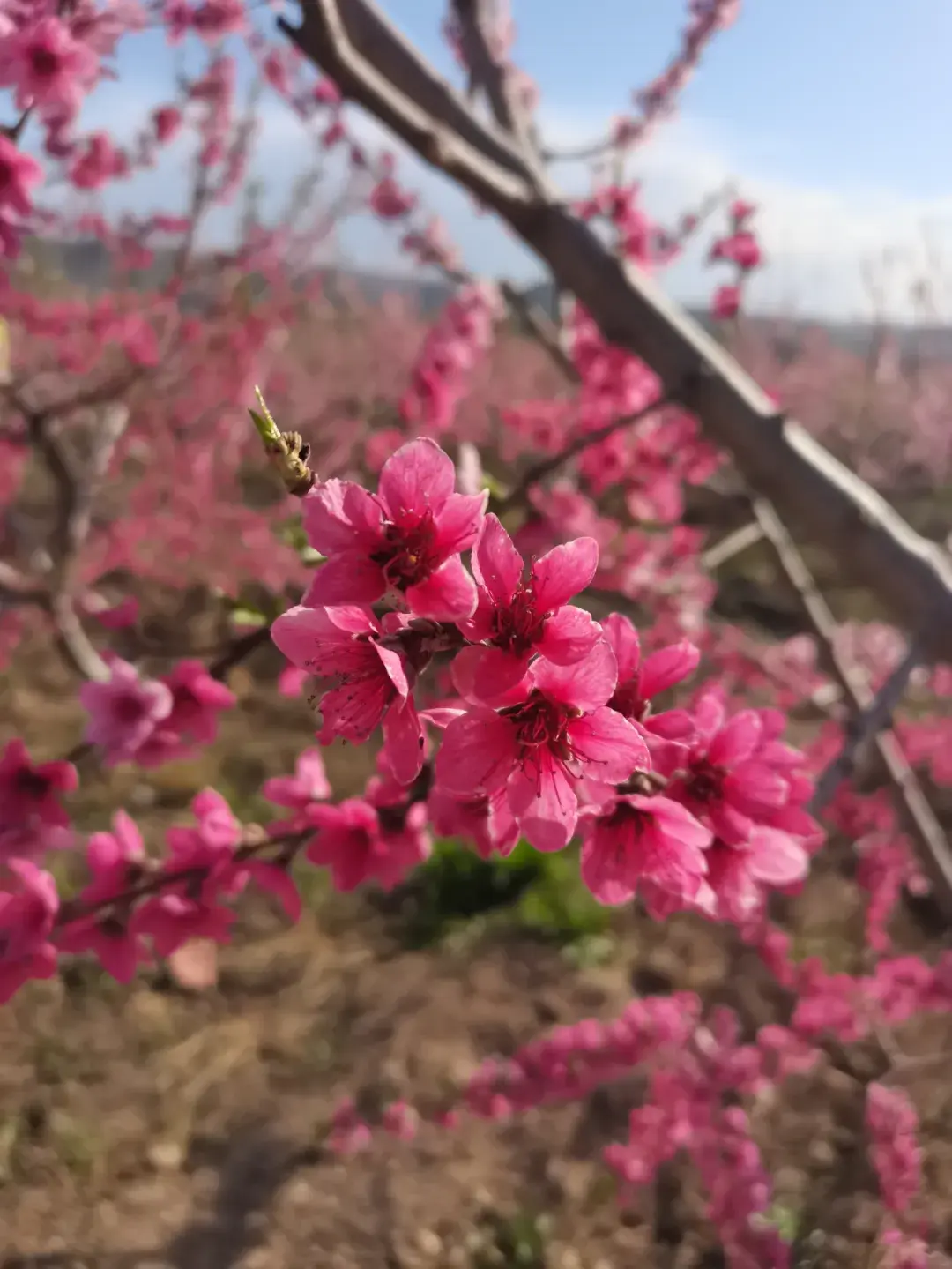 乌苏的旅游景点_景点旅游乌苏路线_景点旅游乌苏路线图