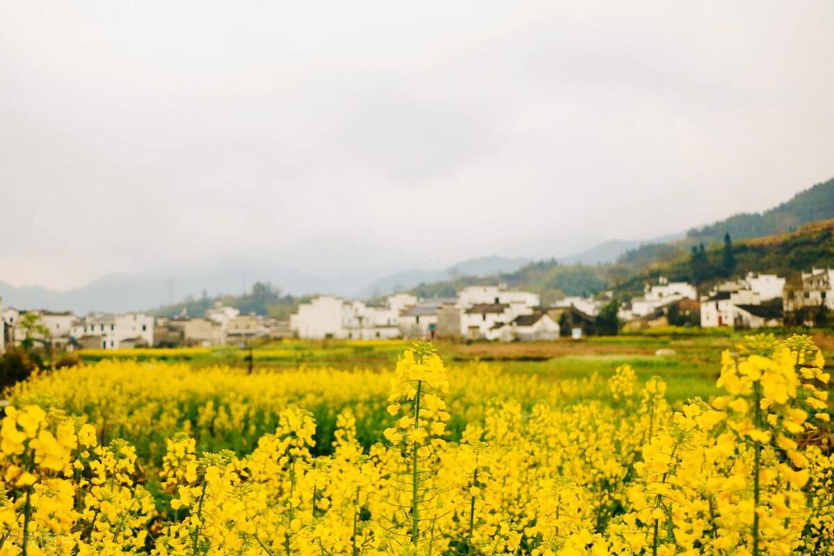 江西路线旅游自由行攻略_江西自由行旅游路线_江西旅游路线怎样安排好一点