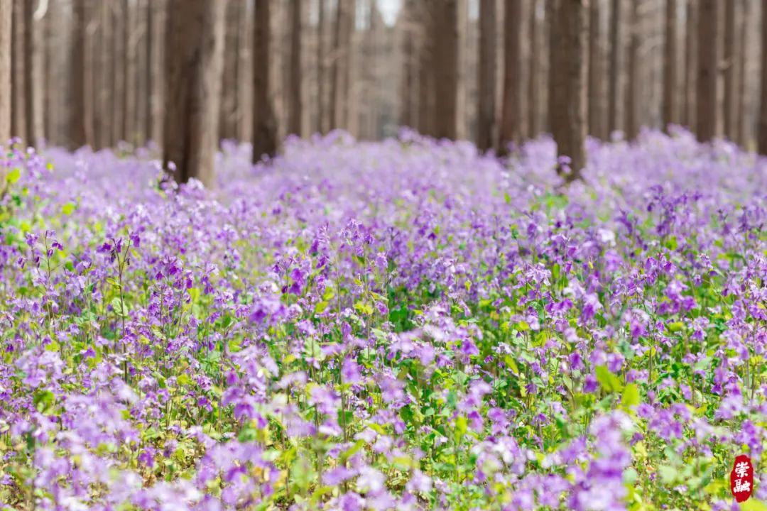 季节岛攻略_崇明岛四季气候_崇明岛旅游季节