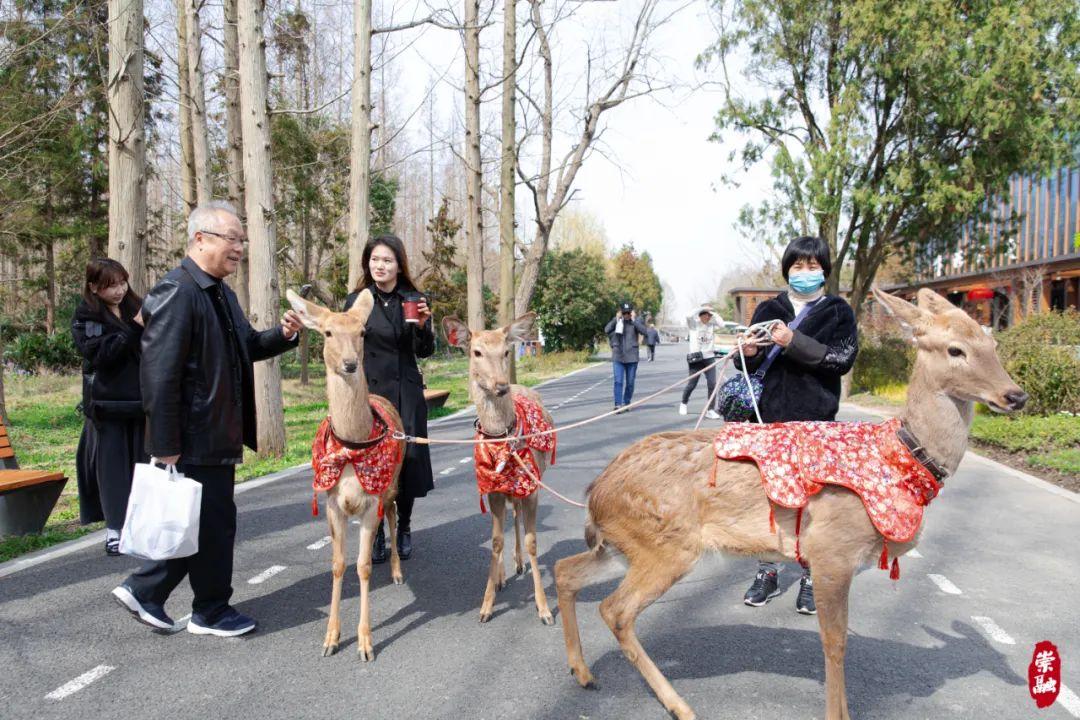 崇明岛旅游季节_季节岛攻略_崇明岛四季气候