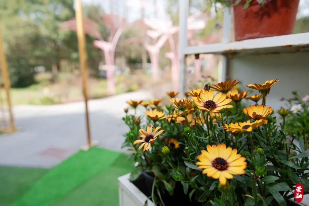 崇明岛旅游季节_崇明岛四季气候_季节岛攻略