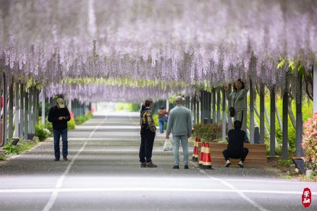 崇明岛旅游季节_季节岛攻略_崇明岛的四季