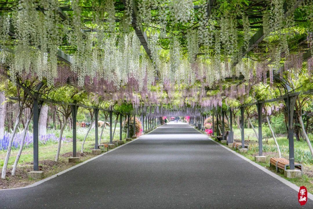 崇明岛的四季_季节岛攻略_崇明岛旅游季节