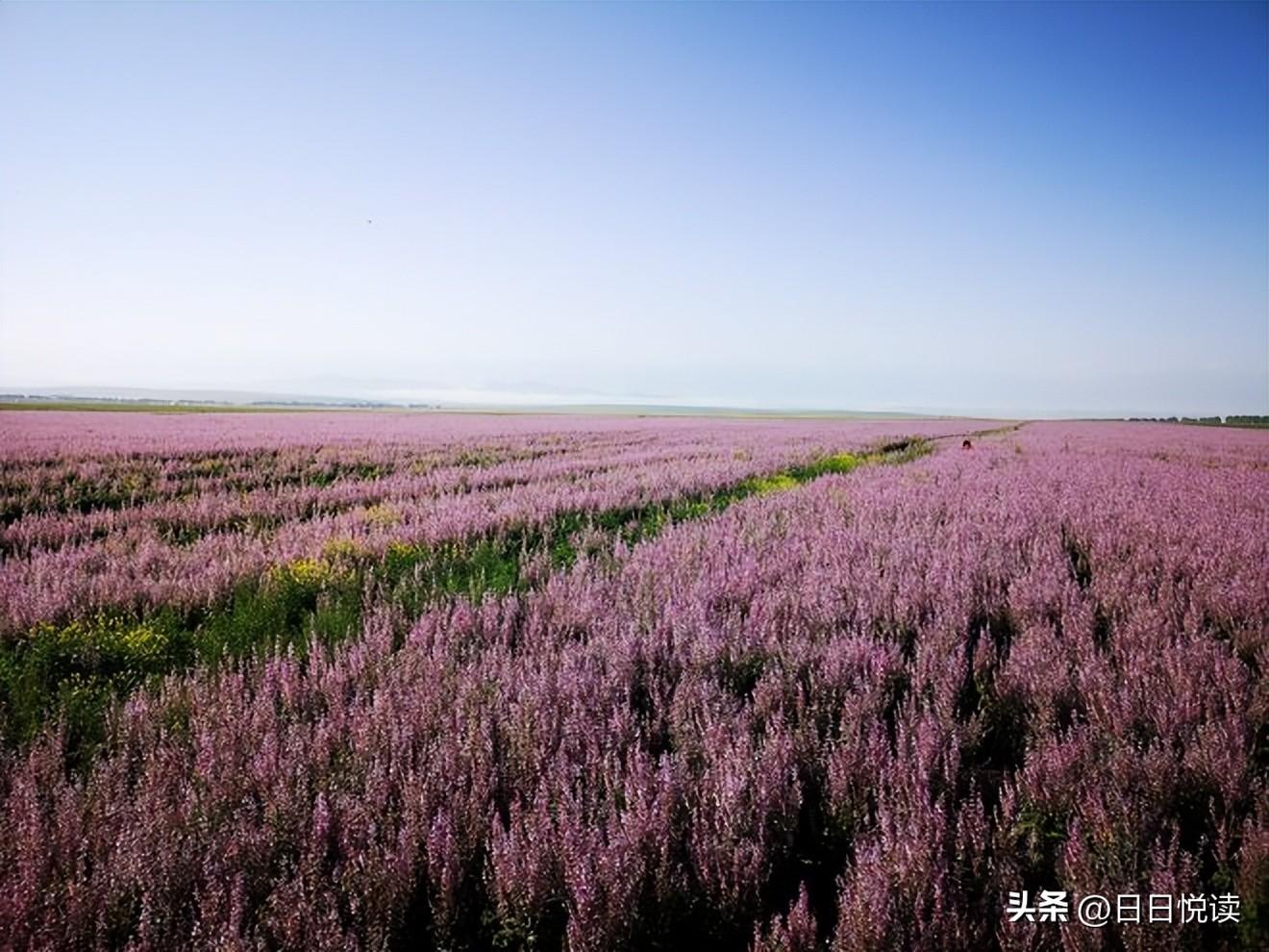 新疆经典旅游线路_新疆旅游线路简介_新疆旅游线路设计图