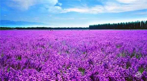 季节分布旅游特点有哪些_季节旅游分布特点_旅游季节性的地方