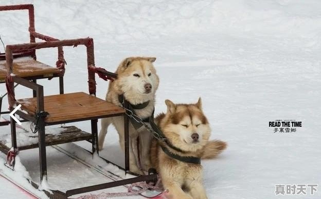 冬雪旅游雪乡和亚布力哪个更好，去过的说一下 - 真时天下