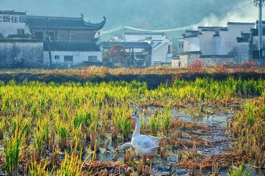 塔川旅游景点介绍_塔川旅游攻略_塔川旅游季节