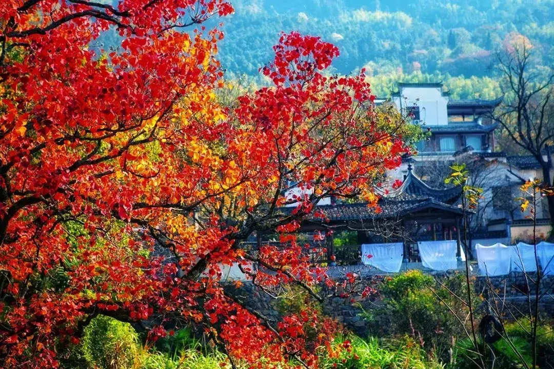 塔川旅游季节_塔川旅游攻略_塔川旅游景点介绍