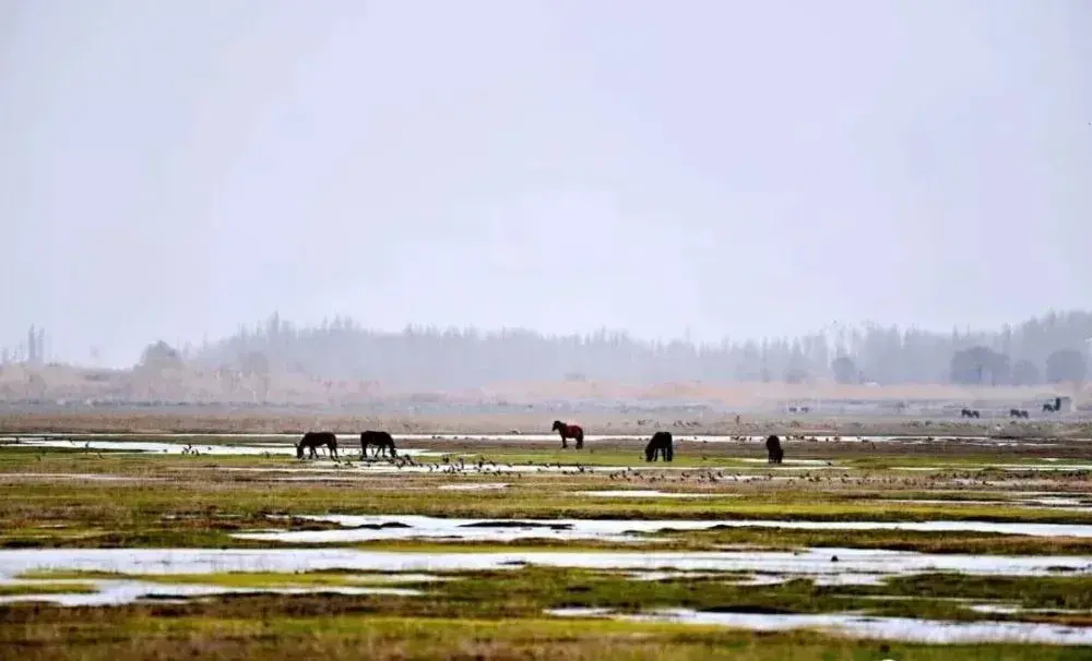 线路新疆旅游沙湾怎么走_新疆沙湾县旅游_新疆旅游线路沙湾
