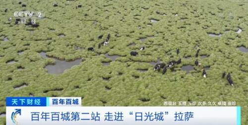 拉萨旅游特点_拉萨旅游特色300字_拉萨景点作文