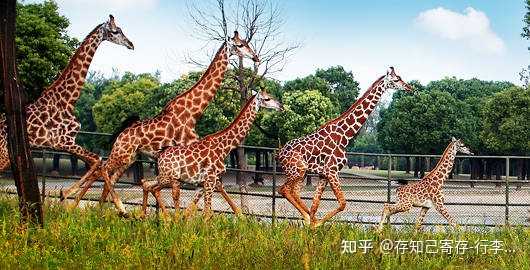 上海旅游特色美景_美景上海特色旅游文案_美景上海特色旅游作文