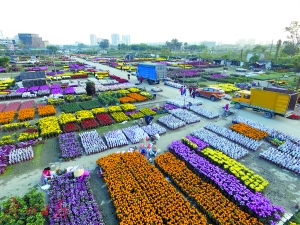 花卉特色旅游品牌排行榜_花卉特色旅游品牌排行_特色花卉旅游品牌